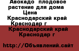 Авокадо -плодовое растение для дома › Цена ­ 200 - Краснодарский край, Краснодар г.  »    . Краснодарский край,Краснодар г.